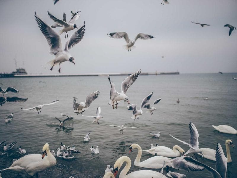 e2e-1776595124901-n2ab9v idempotent booking